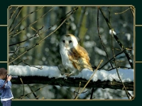 Wildlife in Winter - C.Vonck